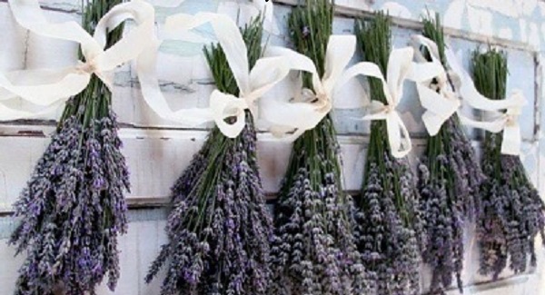 Provence , levandula